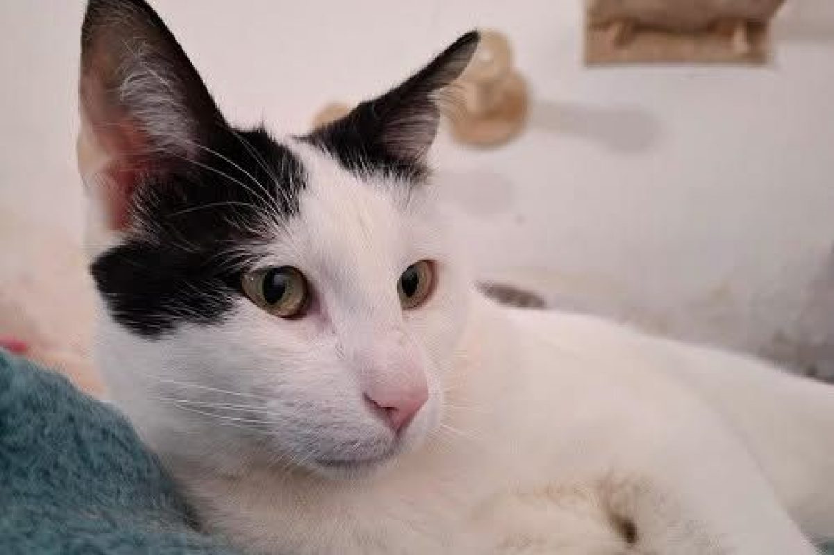 Zarza - Chat à adopter - photo 4