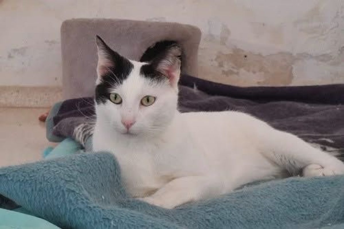 Zarza - Chat à adopter - photo 3