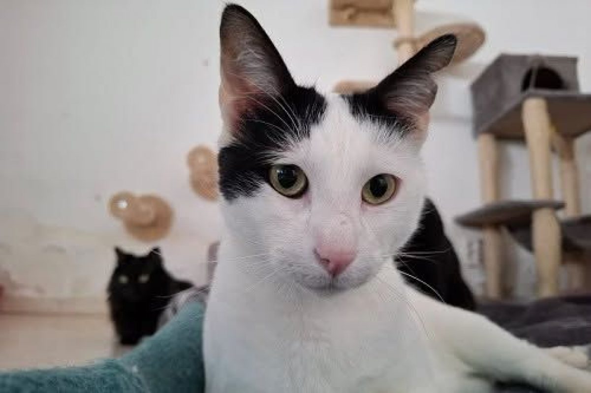 Zarza - Chat à adopter - photo 2