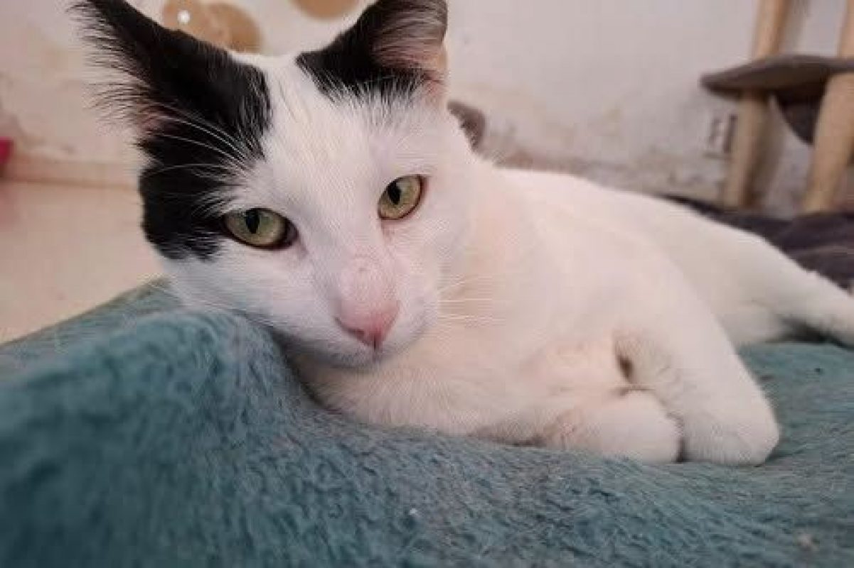 Zarza - Chat à adopter