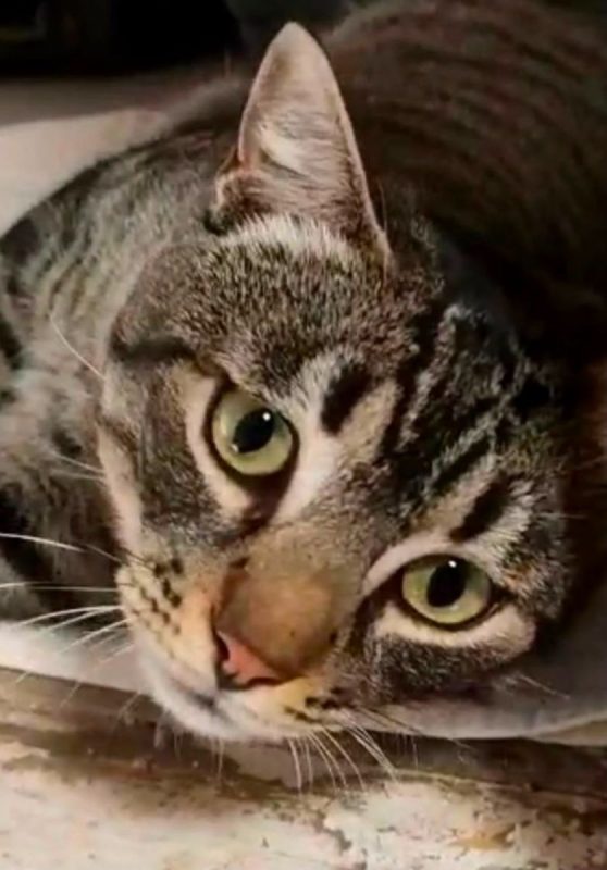 Misu - Chat à adopter