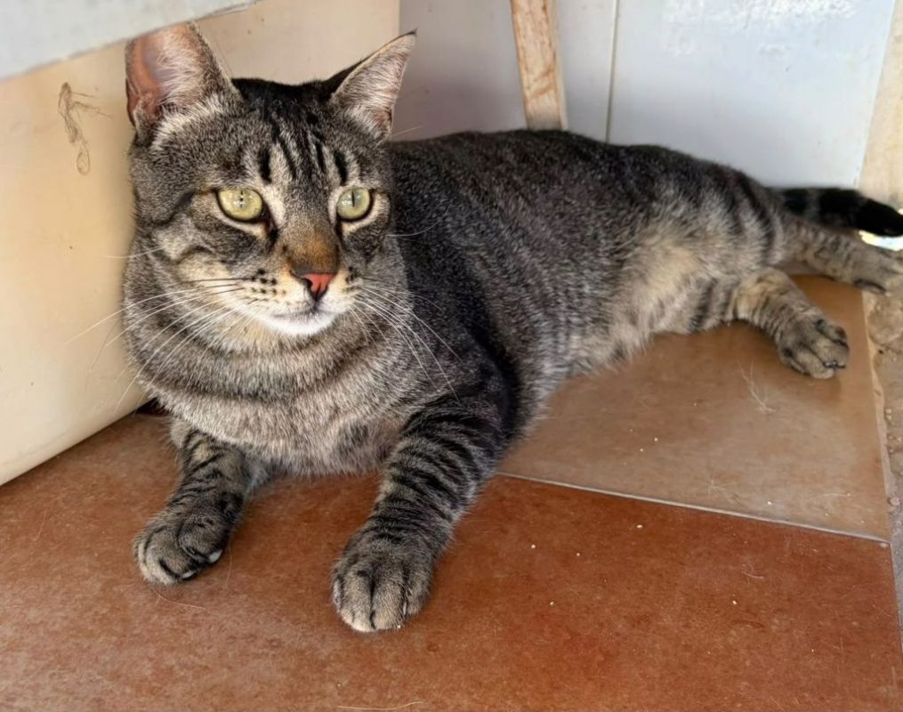 Misu - Chat à adopter - photo 5