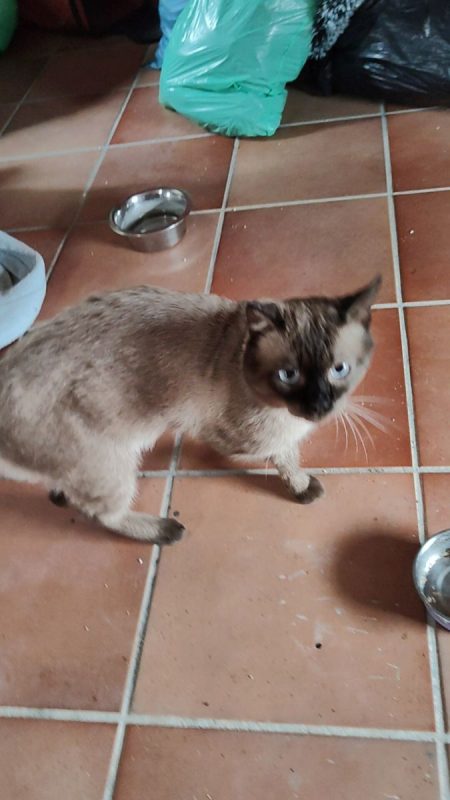 Herco - Chat Siamois à adopter - photo 7