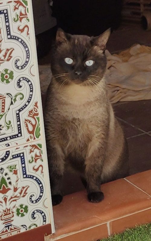 Herco - Chat Siamois à adopter