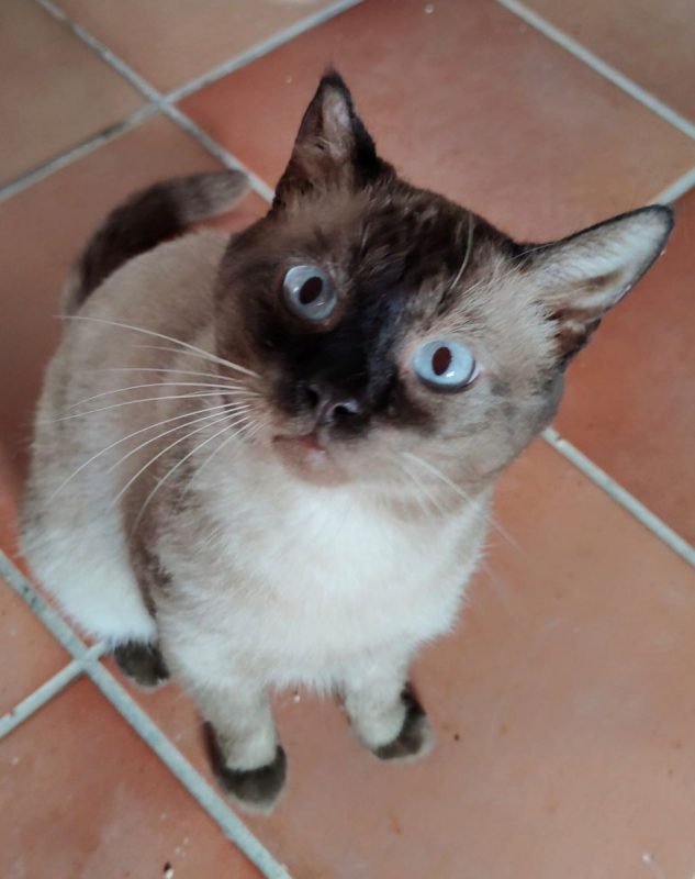 Herco - Chat Siamois à adopter - photo 6