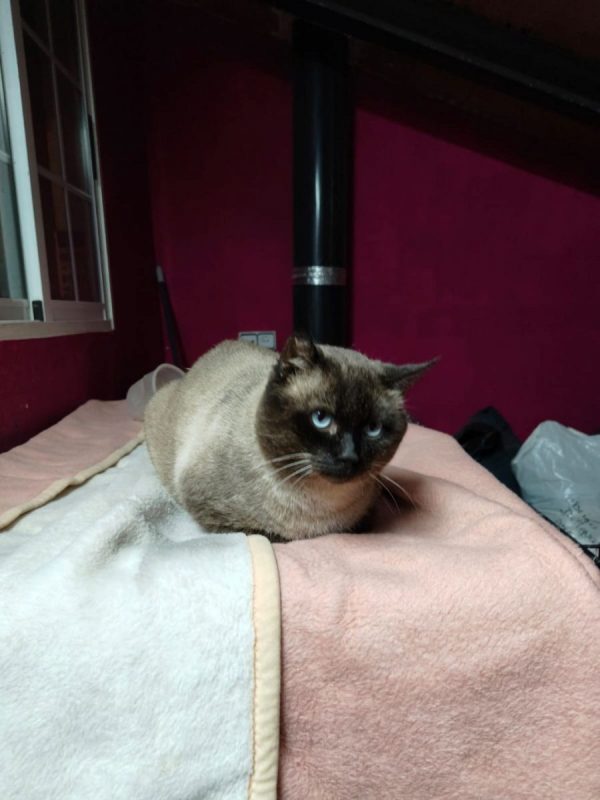 Herco - Chat Siamois à adopter - photo 2