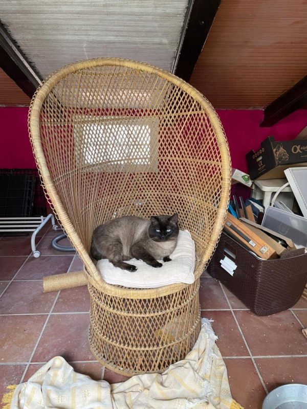 Herco - Chat Siamois à adopter - photo 5