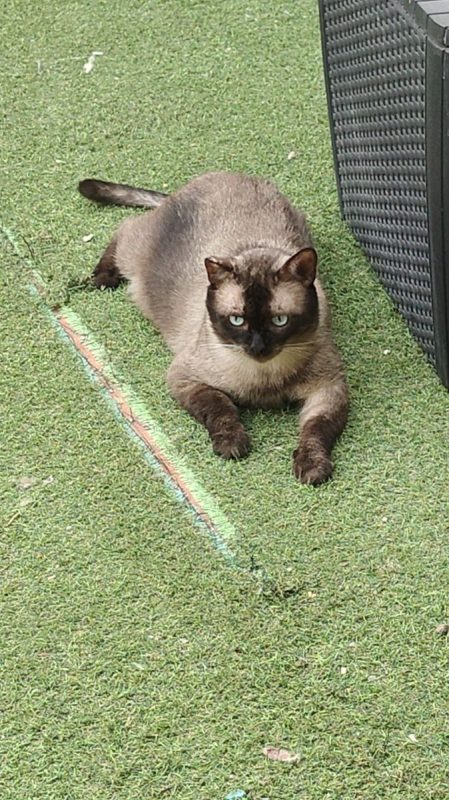 Herco - Chat Siamois à adopter - photo 3
