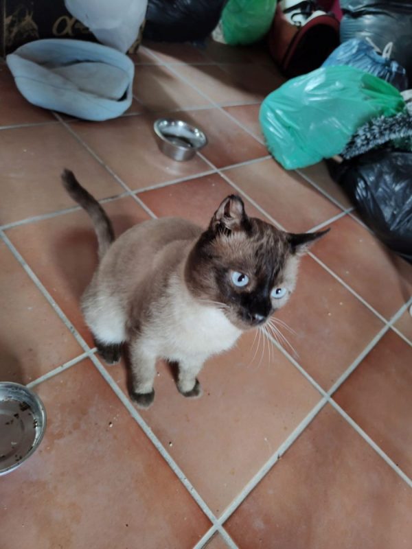 Herco - Chat Siamois à adopter - photo 4