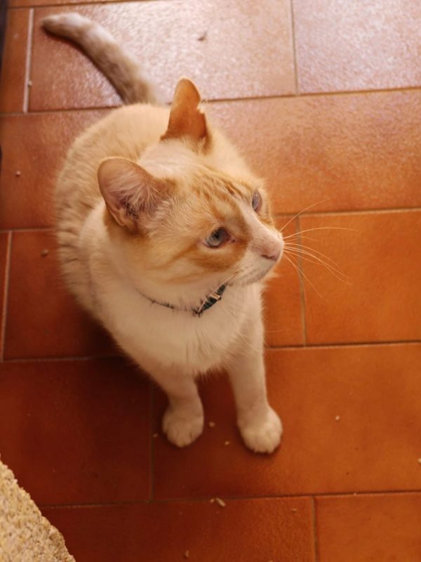 Jacob - Chat à adopter - photo 4