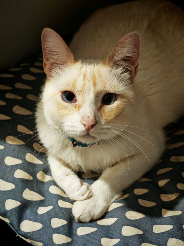 Jacob - Chat à adopter