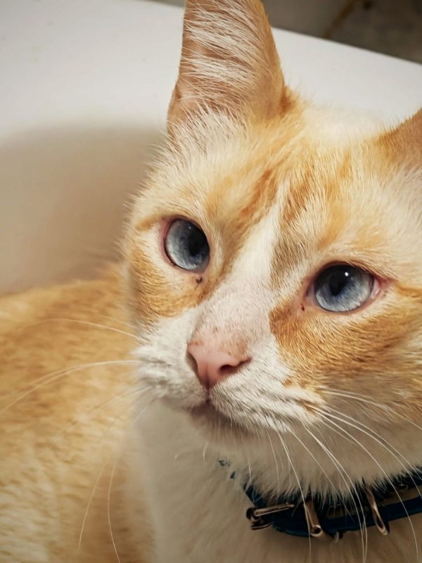 Jacob - Chat à adopter - photo 3