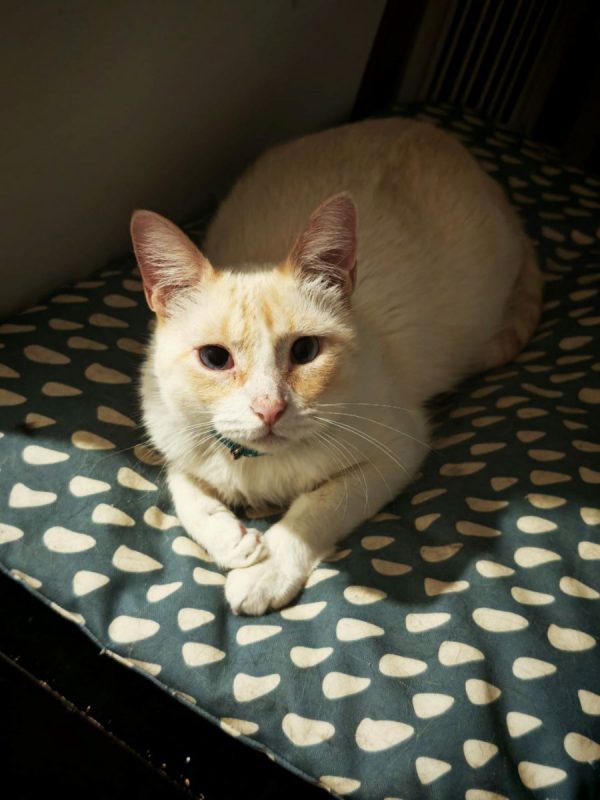 Jacob - Chat à adopter - photo 2