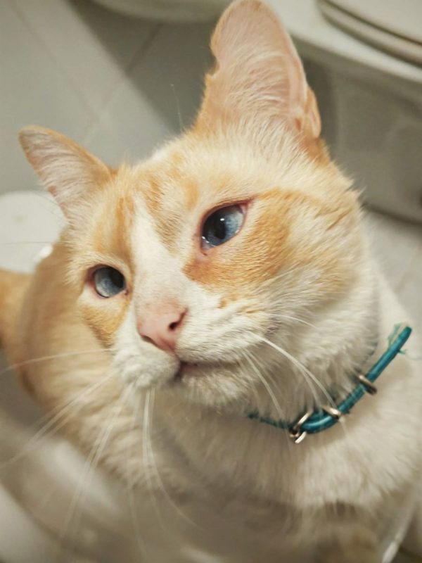 Jacob - Chat à adopter - photo 5