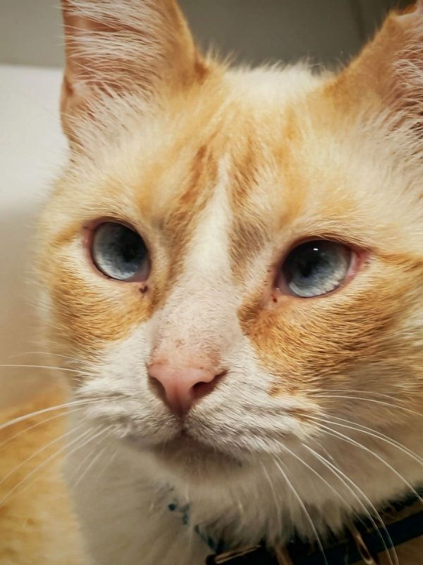 Jacob - Chat à adopter - photo 6