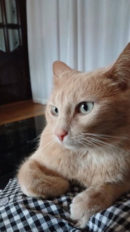 Luca, Bombon et Iris - Chat à adopter - photo 4