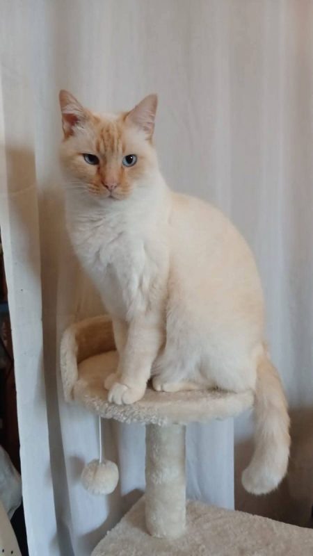 Luca, Bombon et Iris - Chat à adopter - photo 2