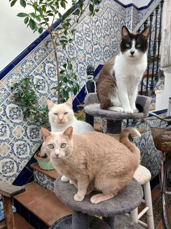 Luca, Bombon et Iris - Chat à adopter