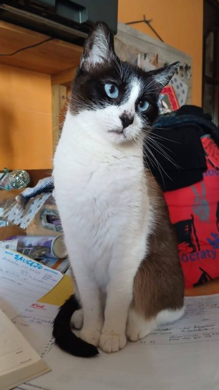 Luca, Bombon et Iris - Chat à adopter - photo 3