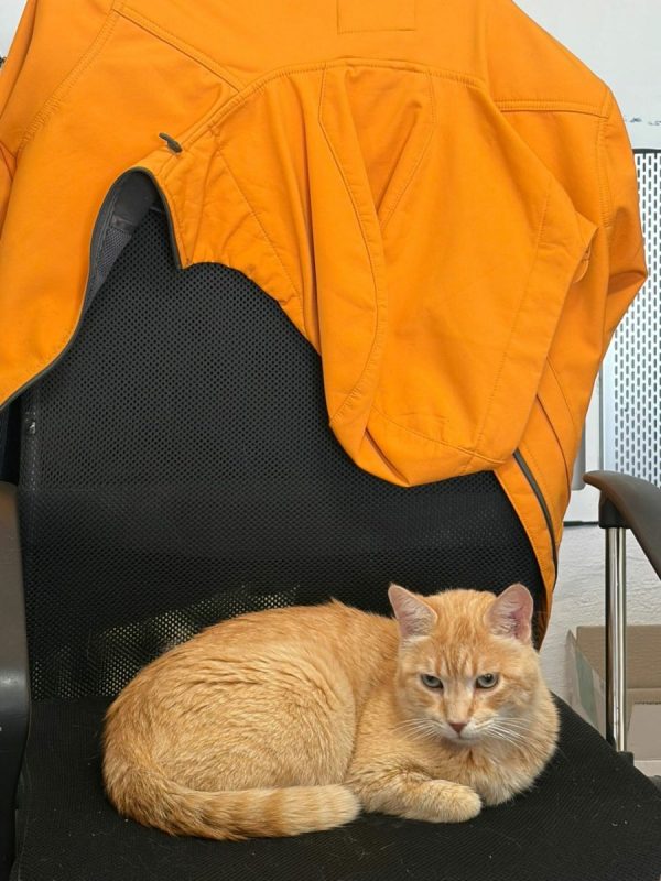 Rubio - Chat à adopter