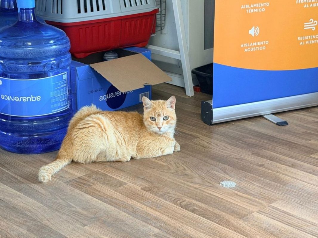 Rubio - Chat à adopter - photo 6