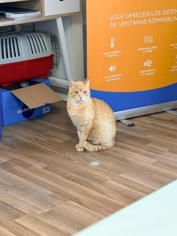 Rubio - Chat à adopter - photo 5