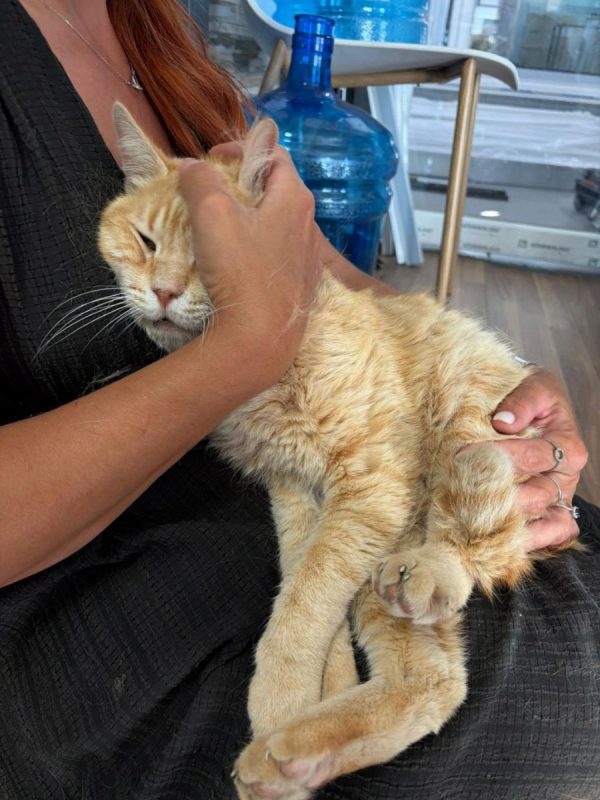 Rubio - Chat à adopter - photo 2