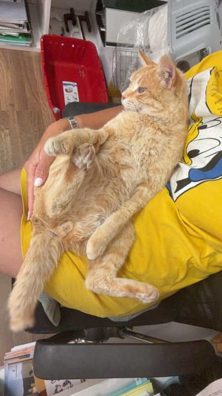 Rubio - Chat à adopter - photo 3