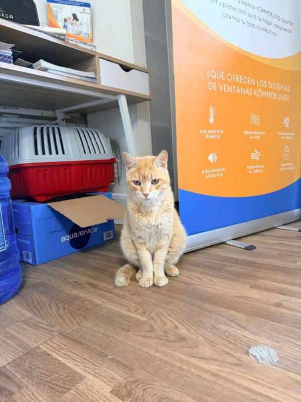 Rubio - Chat à adopter - photo 4