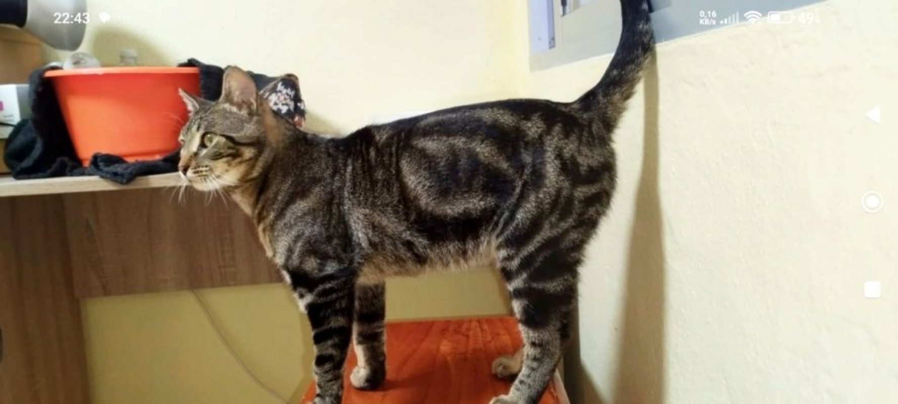 Hector - Chat à adopter - photo 2