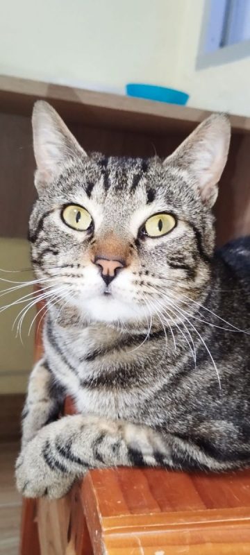 Hector - Chat à adopter