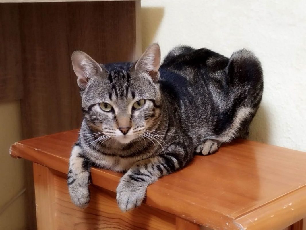 Hector - Chat à adopter - photo 7