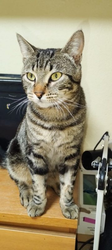 Hector - Chat à adopter - photo 5