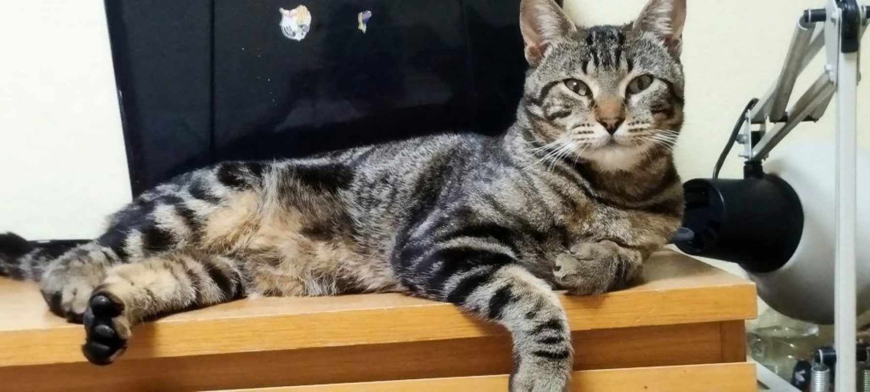 Hector - Chat à adopter - photo 3