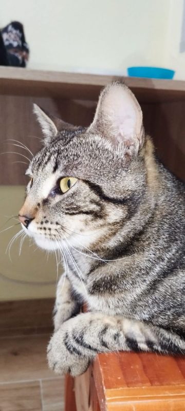 Hector - Chat à adopter - photo 6