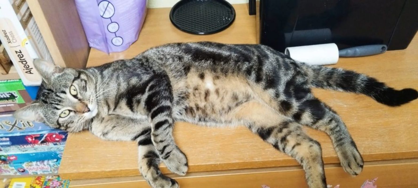 Hector - Chat à adopter - photo 4