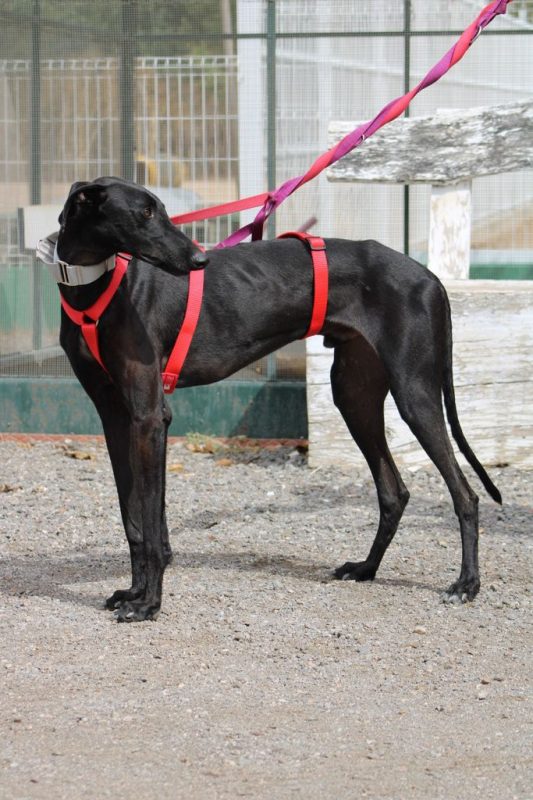MONCHO - Chien Galgo à adopter - photo 5