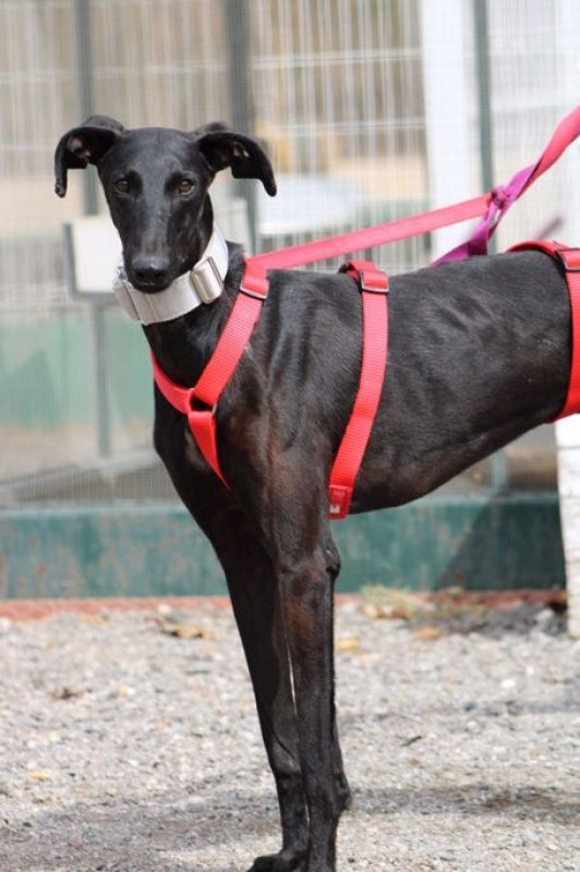 MONCHO - Chien Galgo à adopter