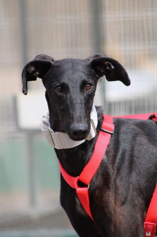MONCHO - Chien Galgo à adopter - photo 4