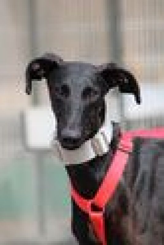 MONCHO - Chien Galgo à adopter - photo 2