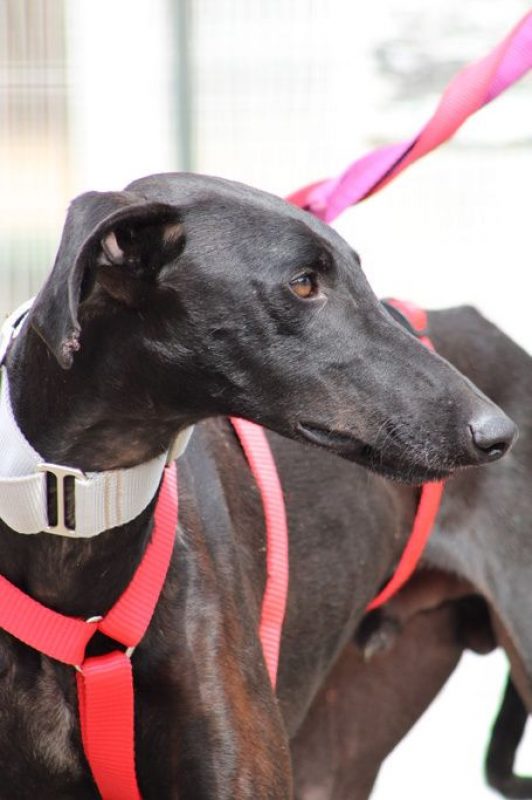 MONCHO - Chien Galgo à adopter - photo 3