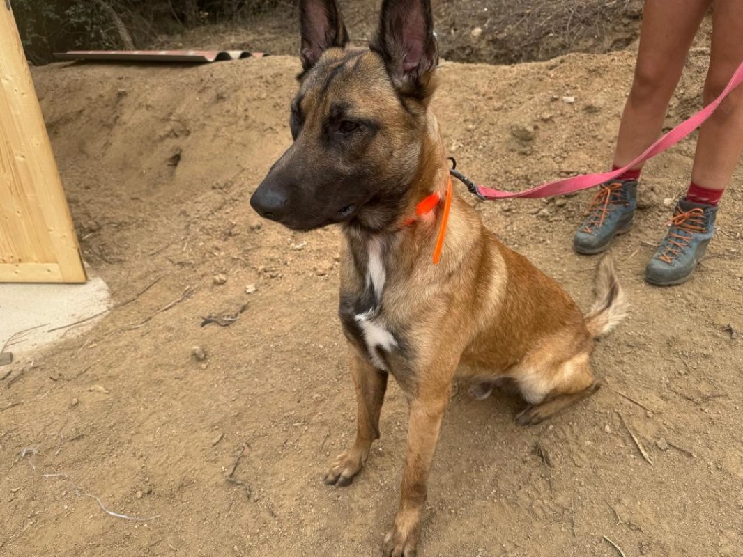 Saiko - Chien Berger Belge Malinois à adopter