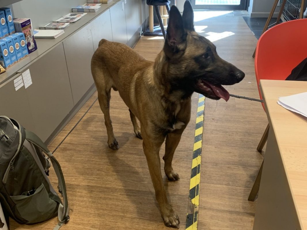 Saiko - Chien Berger Belge Malinois à adopter - photo 2