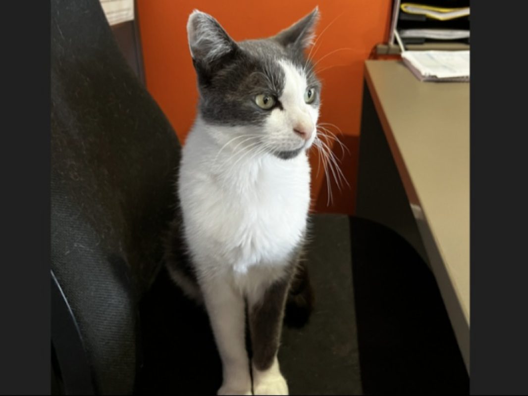 Rayki - Chat Européen à adopter - photo 2