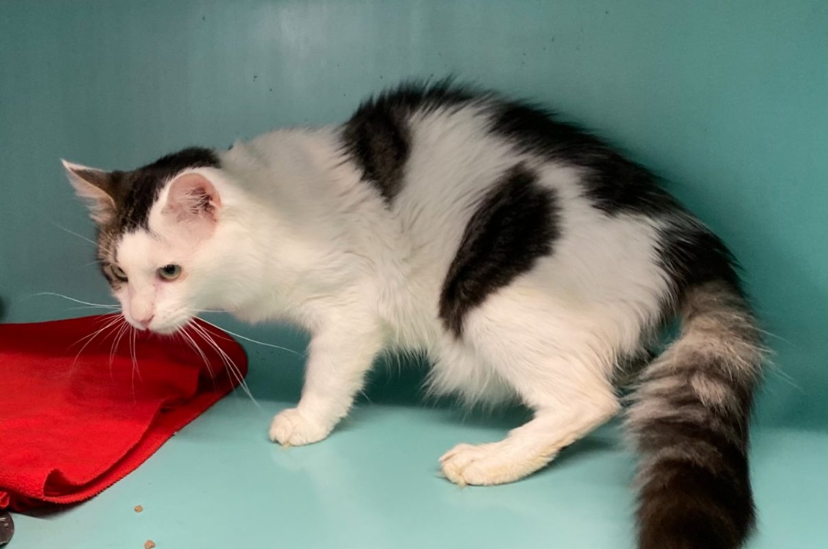 Rio - Chat Européen à adopter