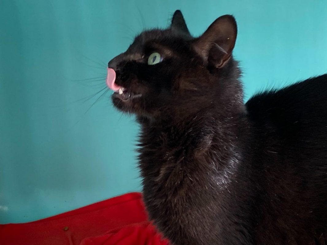 Risotto - Chat Européen à adopter