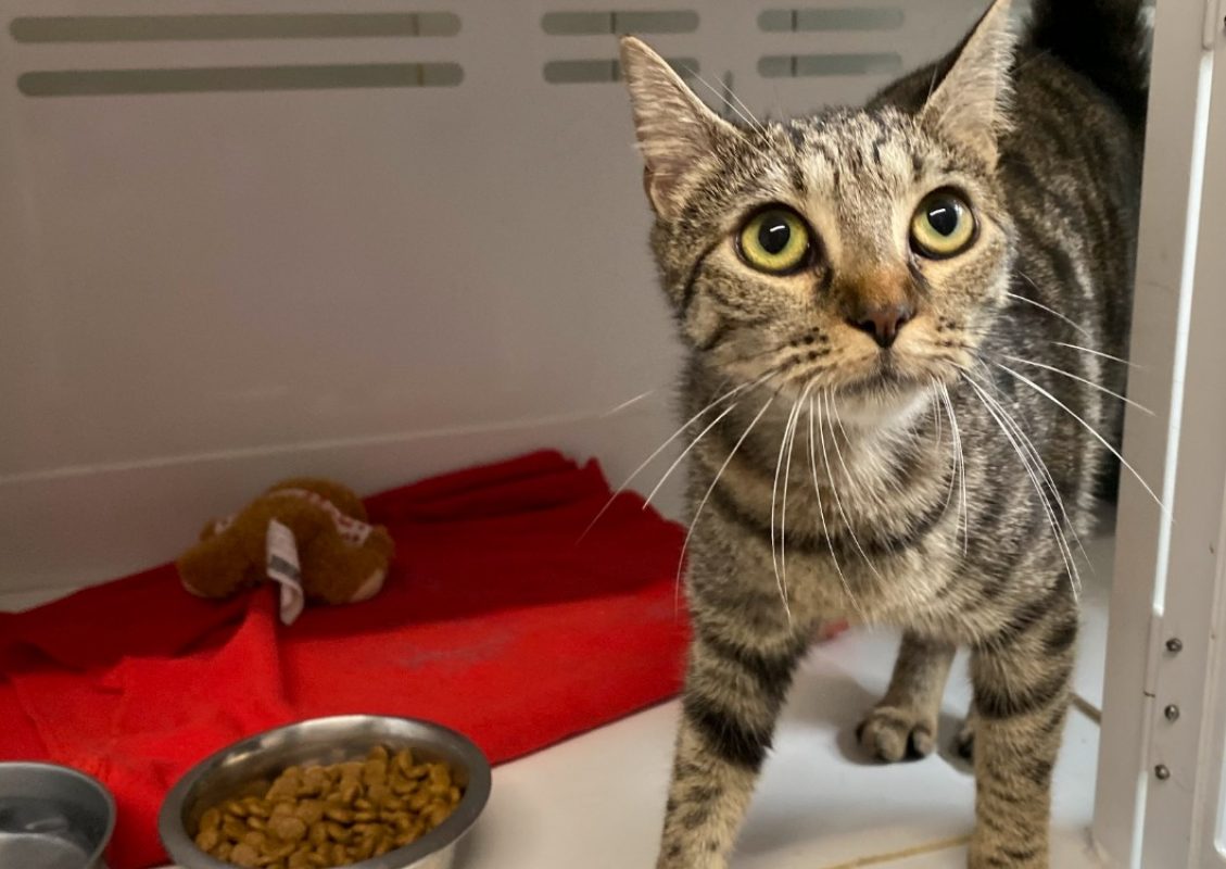 Bella - Chat Européen à adopter