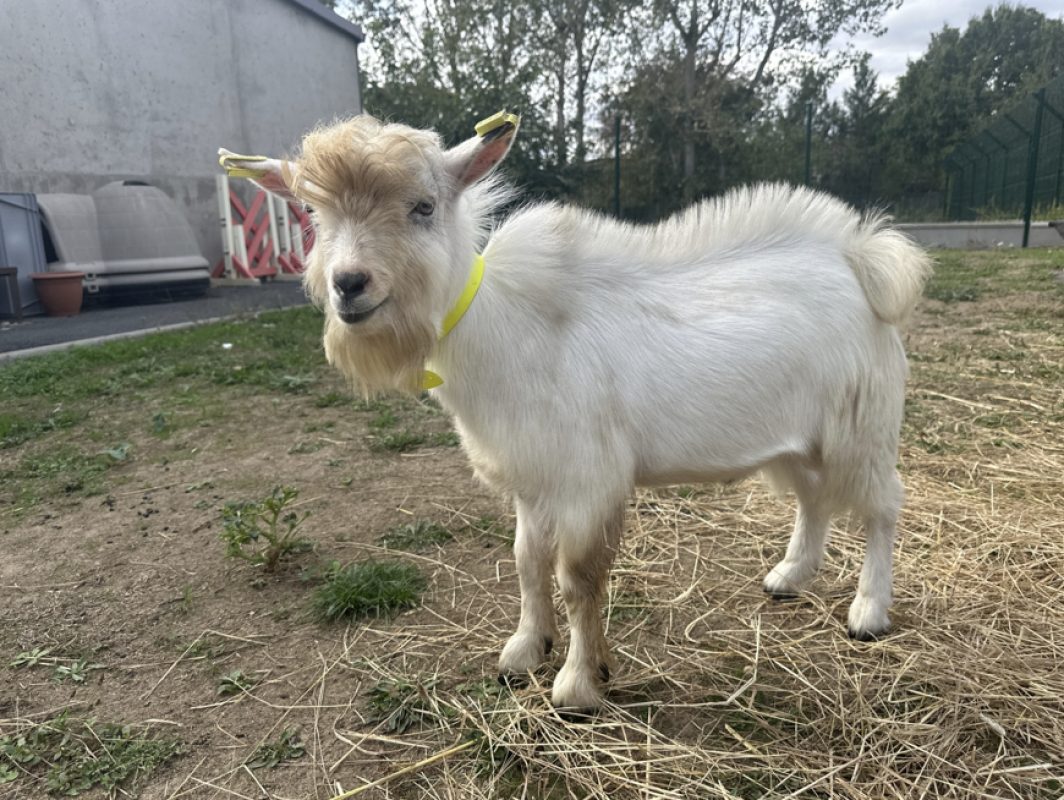 Elvis - Animal de ferme Bouc à adopter