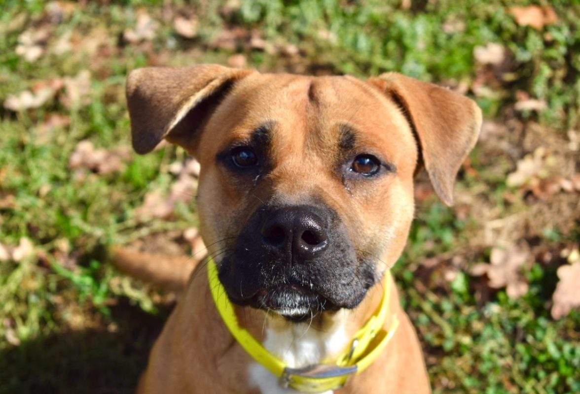 Douguy - Chien à adopter