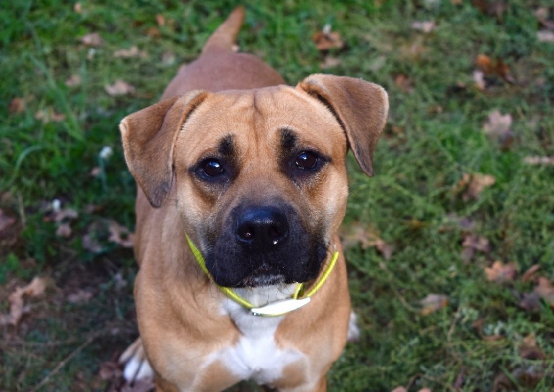 Douguy - Chien à adopter - photo 2